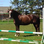 Dansk Varmblod Racy Lund "RIP"