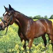 Arabisk fuldblod (OX) Shalom II OX