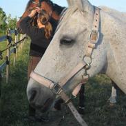 Anden særlig race Flicka (;