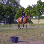 Dansk Varmblod werona