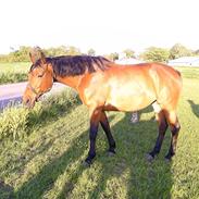 Dansk Varmblod werona