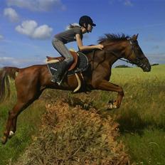 Hollandsk Sportspony Charléne *tidl. hest