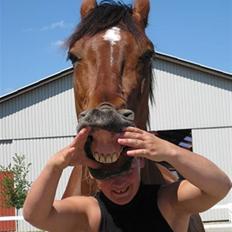 Anden særlig race Ari 