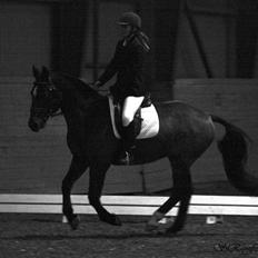 Anden særlig race Ari 