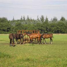 Anden særlig race Movie Star (Ejes af GLH)