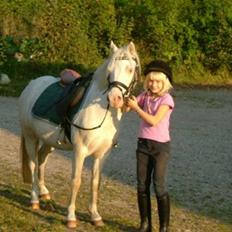 Welsh Mountain (sec A) Meadows Betty Blue