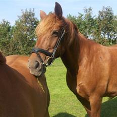 Frederiksborg Flore'll