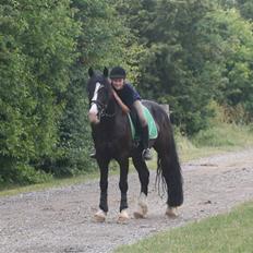 Welsh Cob (sec D) Zoltan of sving R.I.P. 