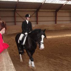 Welsh Cob (sec D) Zoltan of sving R.I.P. 