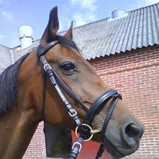 Traver AnneRikke Neergård SOLGT