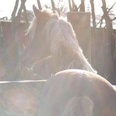 Arabisk fuldblod (OX) Zahrah Hamrah El Azraff 