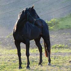 Anden særlig race Tjalfe