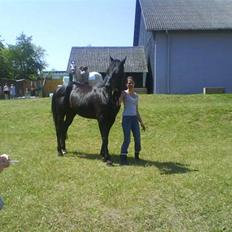 Anden særlig race Tjalfe