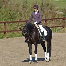 Dansk Varmblod Pilelunden's Lucky Star - SOLGT - 