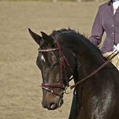 Dansk Varmblod Pilelunden's Lucky Star - SOLGT - 