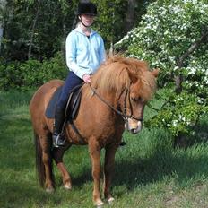 Islænder Sigyn fra Madumsø