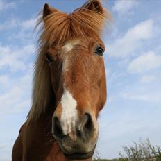 Islænder Sigyn fra Madumsø