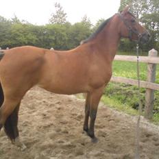 Anden særlig race Donna Cydinor