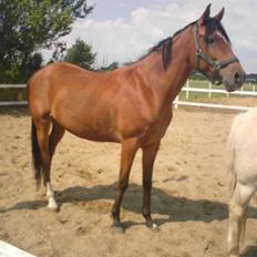 Anden særlig race Donna Cydinor