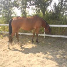 Anden særlig race Donna Cydinor