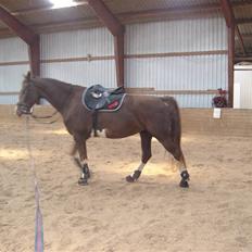 Hollandsk Varmblod Wendy *solgt*