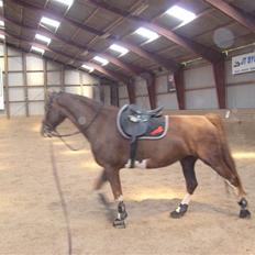 Hollandsk Varmblod Wendy *solgt*