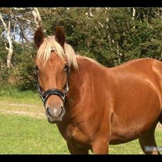 Frederiksborg Risagergaards Calypso Solgt