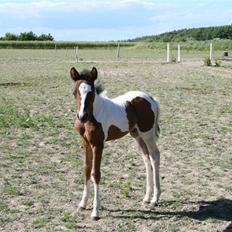 Anden særlig race Cocio (solgt)