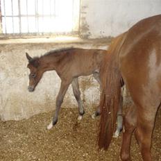 Anden særlig race Florboe´s Casia -solgt