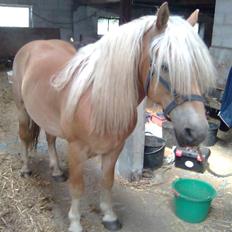Haflinger Kløvs Wito gammel part:'(