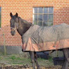 Anden særlig race Bianca *SOLGT*