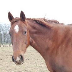 Dansk Varmblod Bøgeskov Romance *SOLGT*