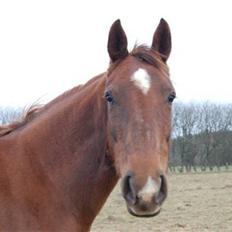 Dansk Varmblod Bøgeskov Romance *SOLGT*