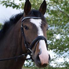 Holstener XXXCOUTURE 