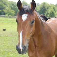 Hollandsk Sportspony Browny - Solgt