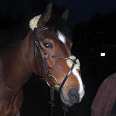 Hollandsk Sportspony Browny - Solgt