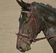 Dansk Varmblod Pilelunden's Lucky Star - SOLGT - 