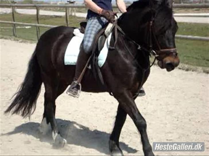 Anden særlig race Fandango SOLGT!! :'( - Dressur ovre på HIRK :)  -foto; Ulla. billede 8