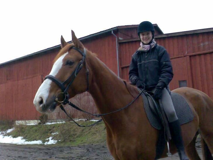 Hannoveraner Rimonti (Død) :'( - Her sidder jeg på rimonti, på vej til ridetime XD billede 16