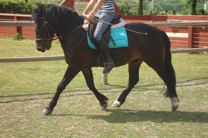 Anden særlig race Fandango SOLGT!! :'( - Dressur på folden, en dejlig sommerdag. -Foto Ulla.  billede 9