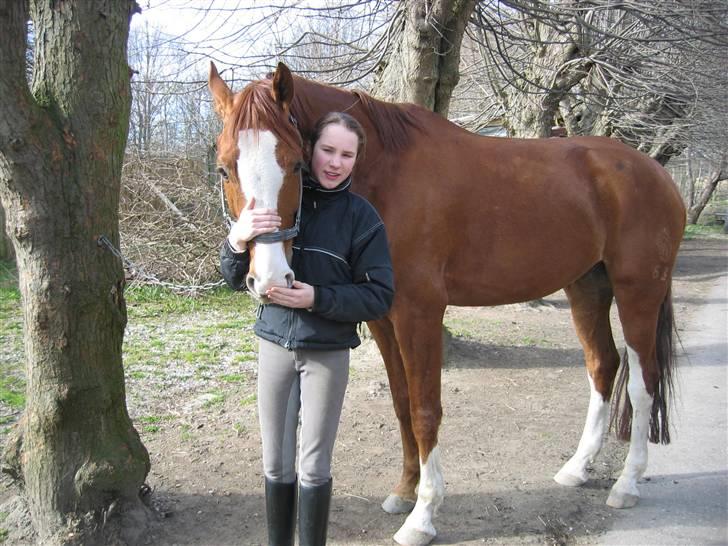 Hannoveraner Rimonti (Død) :'( - Mig og Rimonti før vi skal ride billede 17