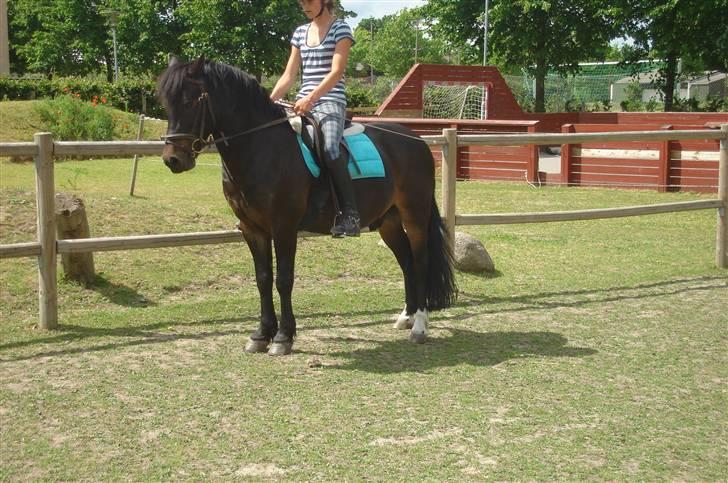Anden særlig race Fandango SOLGT!! :'( - Dressur på folden, en dejlig sommerdag. -Foto Ulla.  billede 10