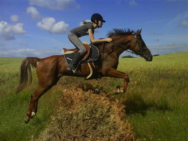 Hollandsk Sportspony Charléne *tidl. hest - Charli :-* billede 1