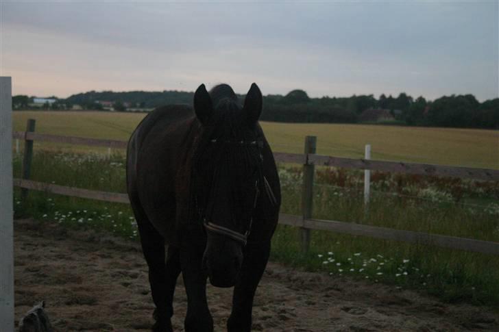 Frieser Zephyr billede 17