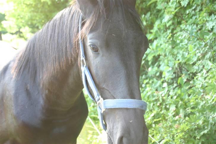 Frieser Zephyr billede 18