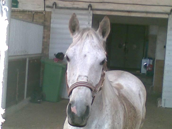 Anden særlig race Napoleon rideskole!SOLGT  - Lørdag d. 7/6-08, vi gør klar til stævne, har lige været inde at øve, og så er vi bare klar (: billede 5