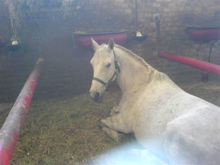 Anden særlig race Napoleon rideskole!SOLGT  - Lige efter stævnet, han var blevet lidt træt (: Jeg vandt en anden plads i spring, jeg startede ikke dressur. Men jeg prøver af få nogen billeder ind, hvor han har rosetten på (: Mærkeligt nok var der også en trøste roset, den er også med d; billede 6