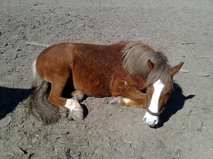 DSP Guldborggaards Remir billede 17