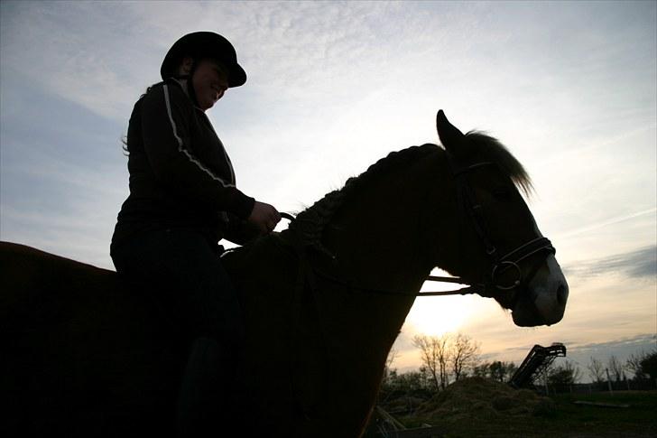 DSP Guldborggaards Remir - Remir under rytter for 5 gang billede 18