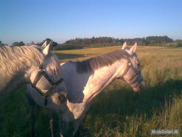 Connemara | Maximilian  - Max og rainy.. billede 11